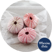 8607-P8 - Craft Pack - Pink Urchins